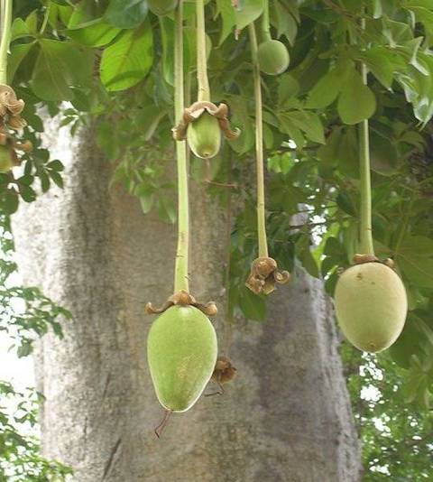 Il Baobab albero medicina