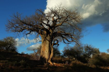 Il Baobab albero medicina