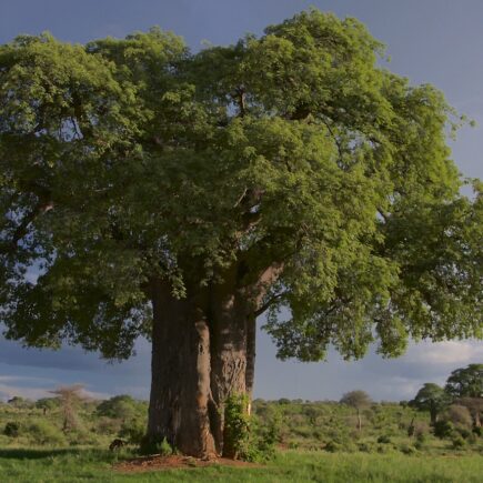 Baobab