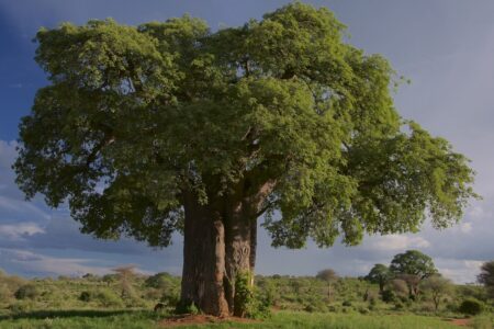Baobab