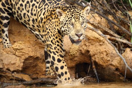 Adotta un giaguaro e sostieni il WWF