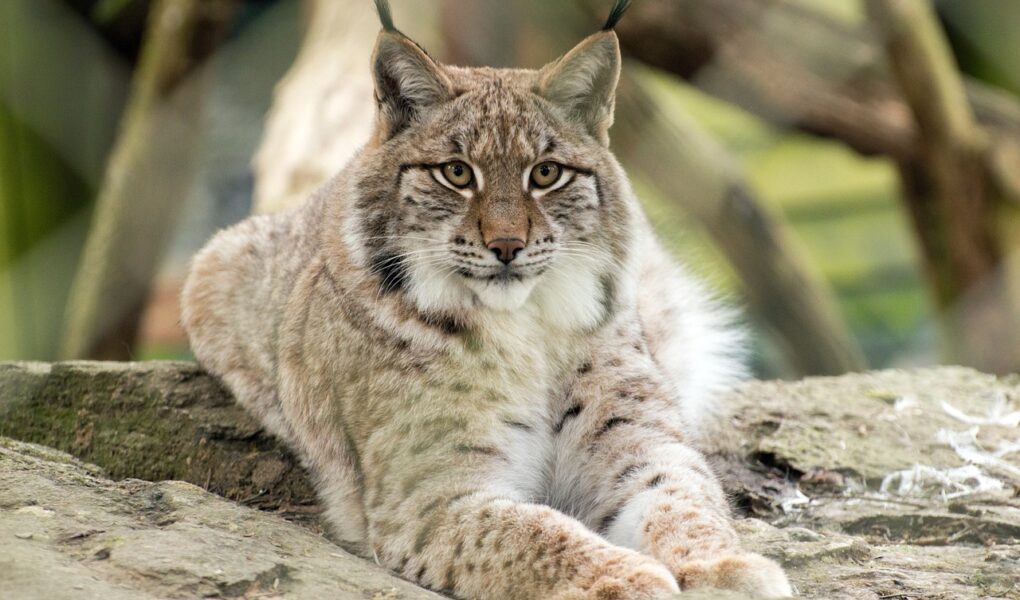 Lince