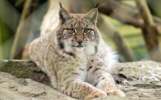 Lince