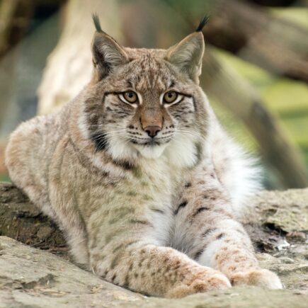 Lince