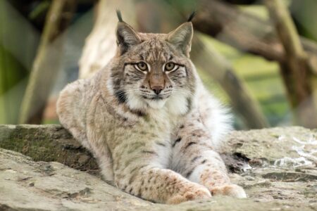 Lince