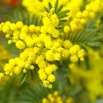 Curiosità sulla mimosa