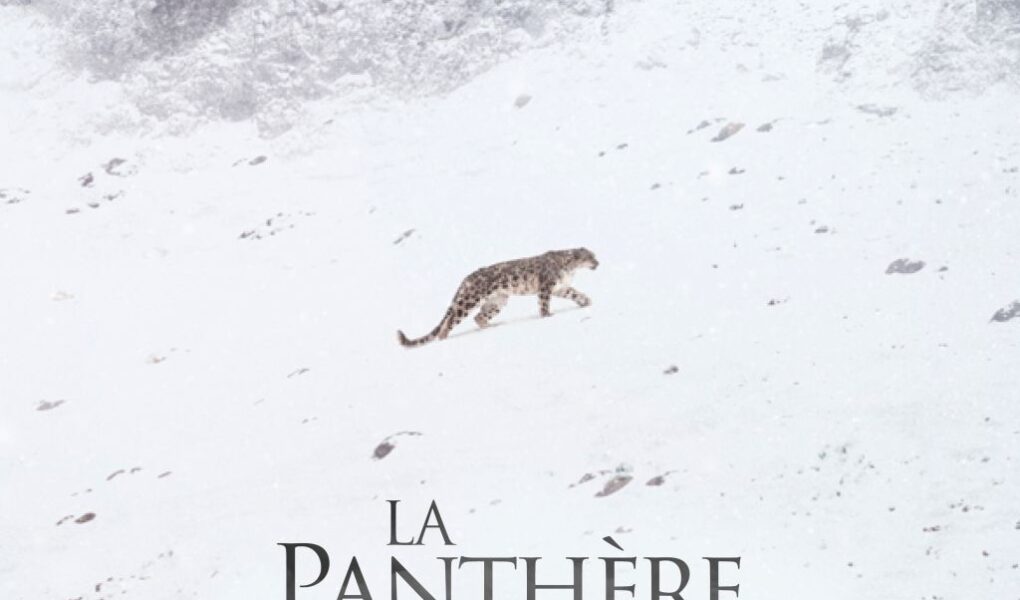 La Pantera delle Nevi - Artwork