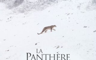 La Pantera delle Nevi - Artwork